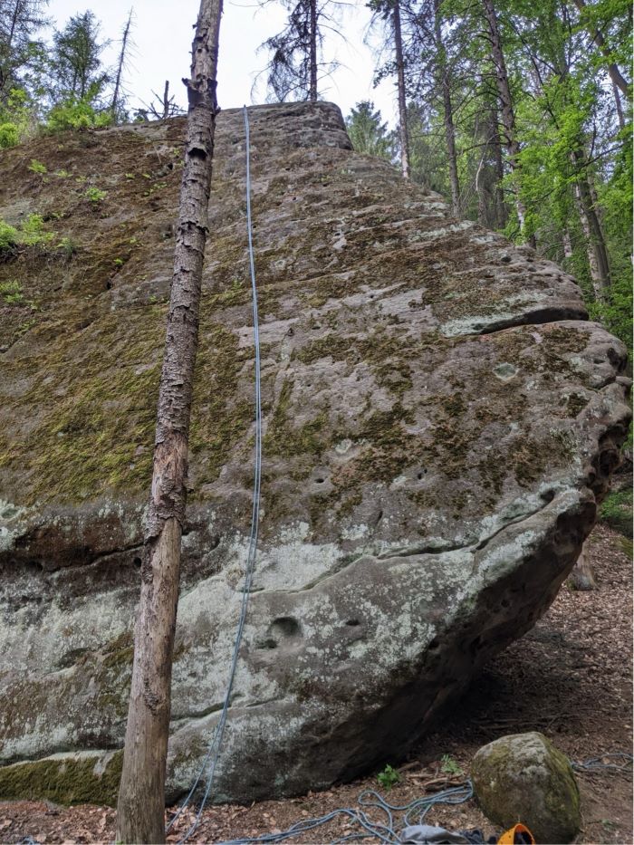 Grüner Wenzel