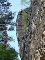 Feldkopf, Westlicher - Krümelkante