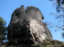 Leuchterweibchen, Hinteres - SW-Wand