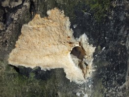 Brandscheibe - Brandscheibenhonig